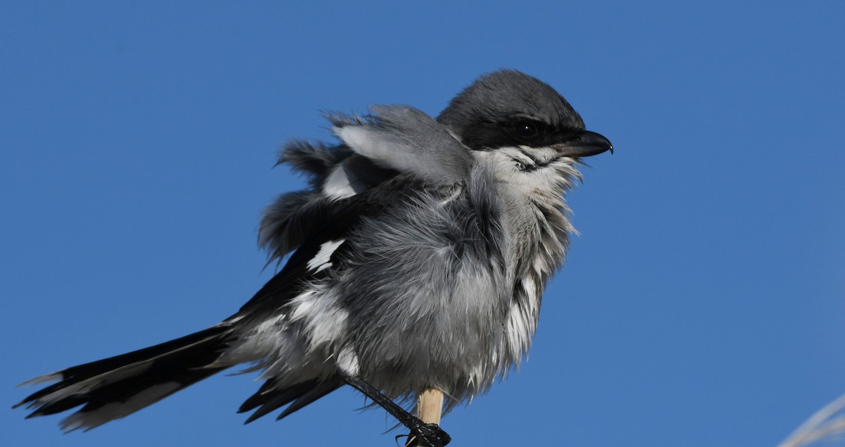 ťuhýk americký - ML646337035