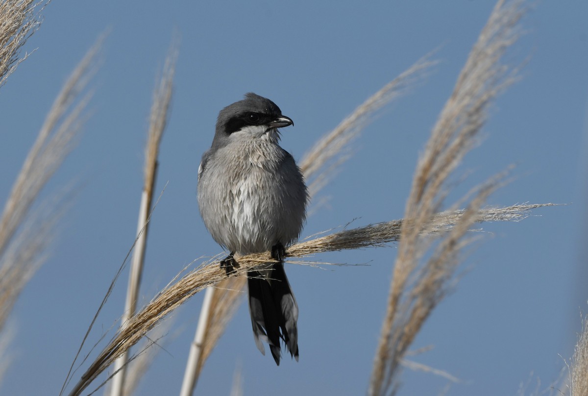 ťuhýk americký - ML646337036