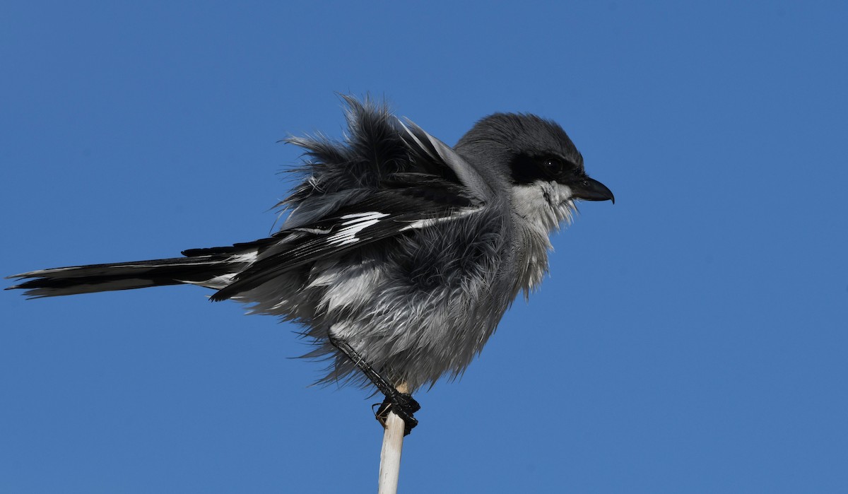 ťuhýk americký - ML646337037