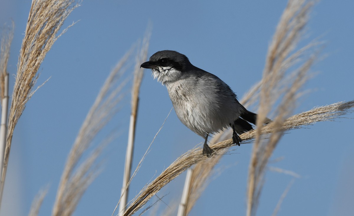 ťuhýk americký - ML646337038