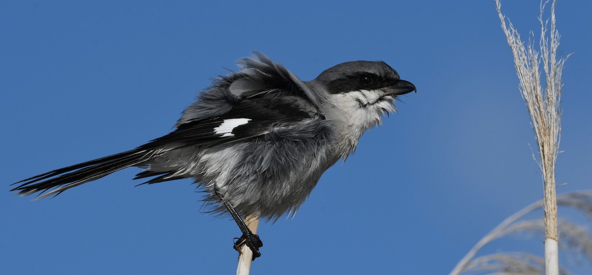 ťuhýk americký - ML646337039