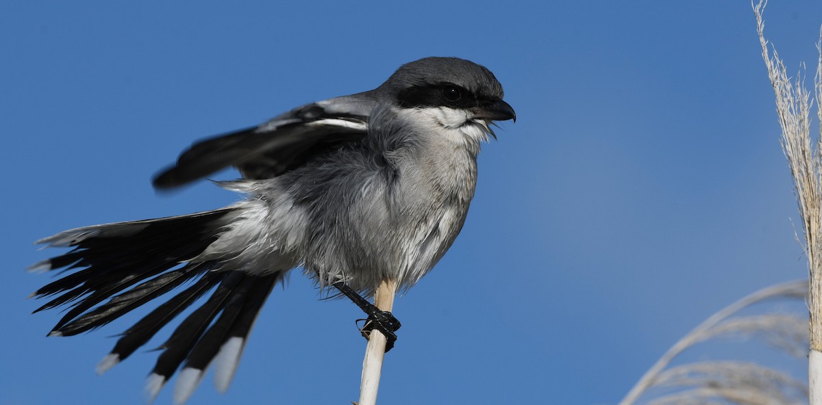 ťuhýk americký - ML646337041