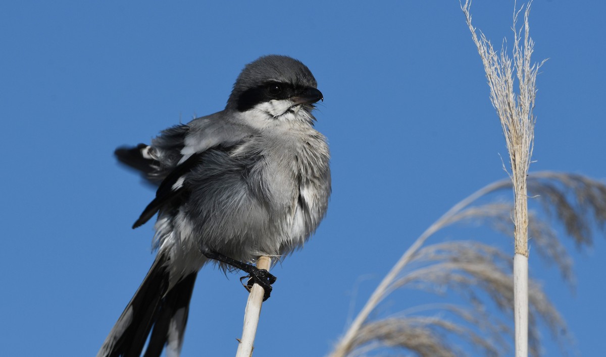 ťuhýk americký - ML646337042