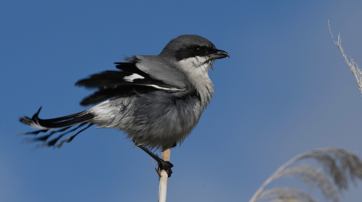 ťuhýk americký - ML646337043