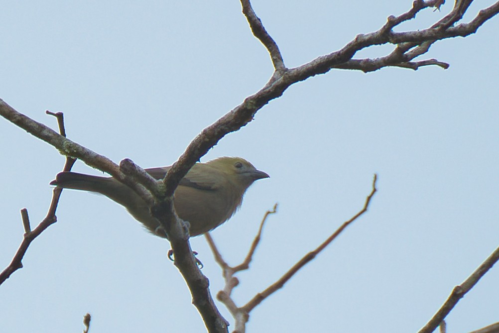 Palmentangare - ML646337044