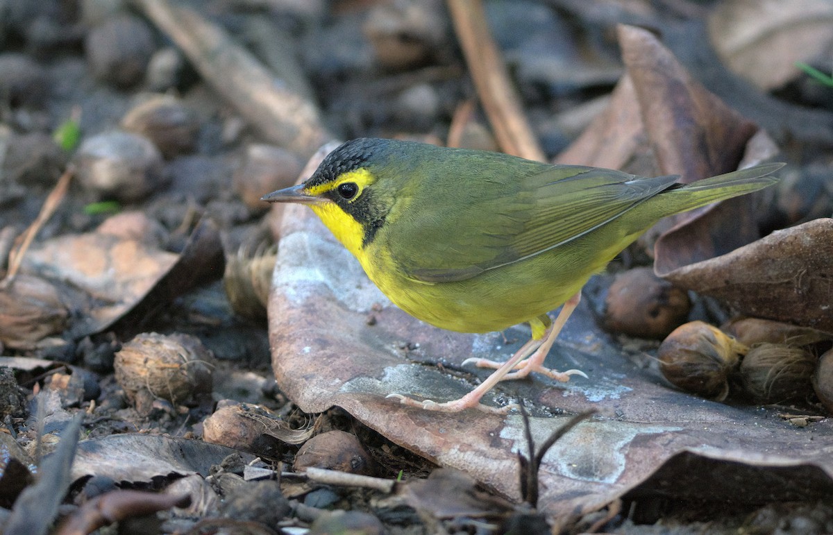 kentuckyparula - ML646337045