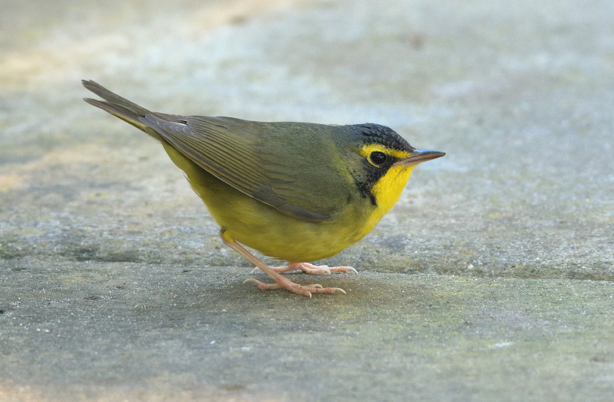 kentuckyparula - ML646337046