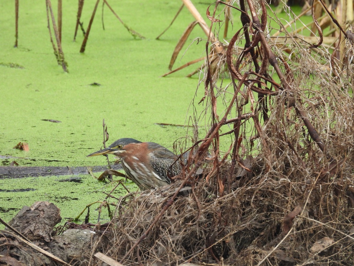 Airone verde - ML646337047