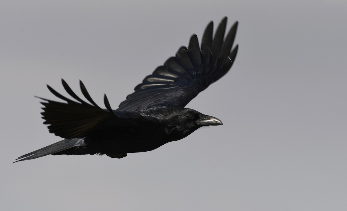 Common Raven - ML646337050