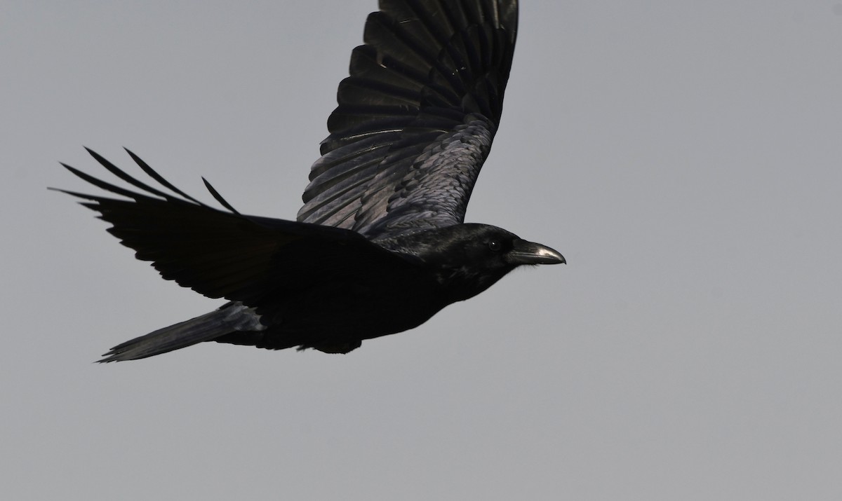 Common Raven - ML646337051