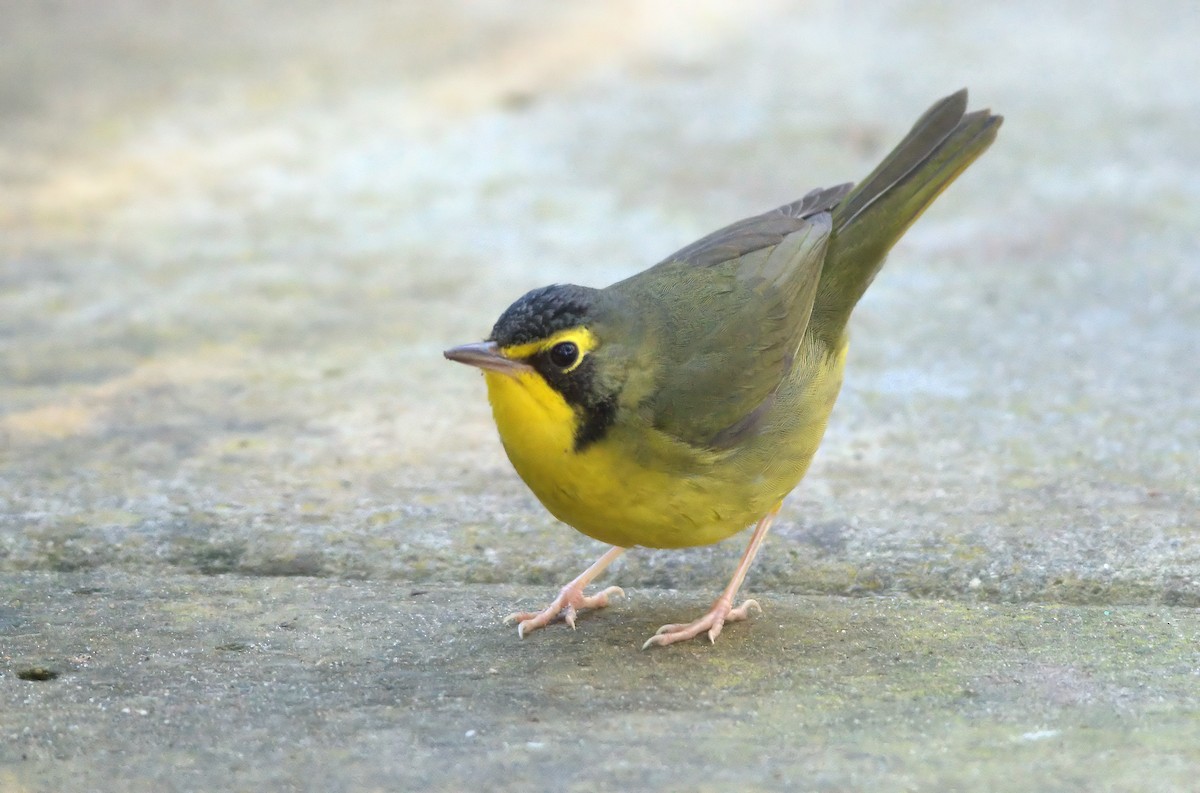 kentuckyparula - ML646337054