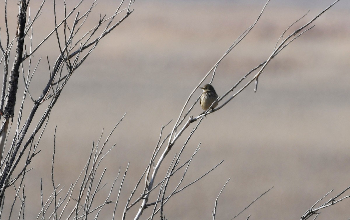 linduška tundrová - ML646337055