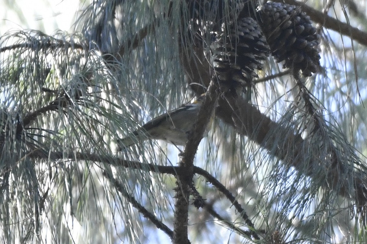 Zeytuni Ötleğen - ML646337058