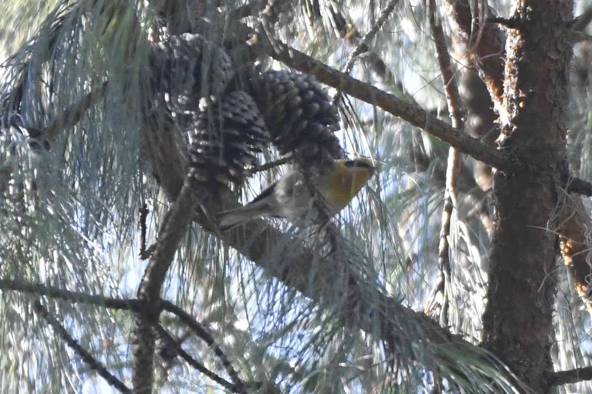 Zeytuni Ötleğen - ML646337059