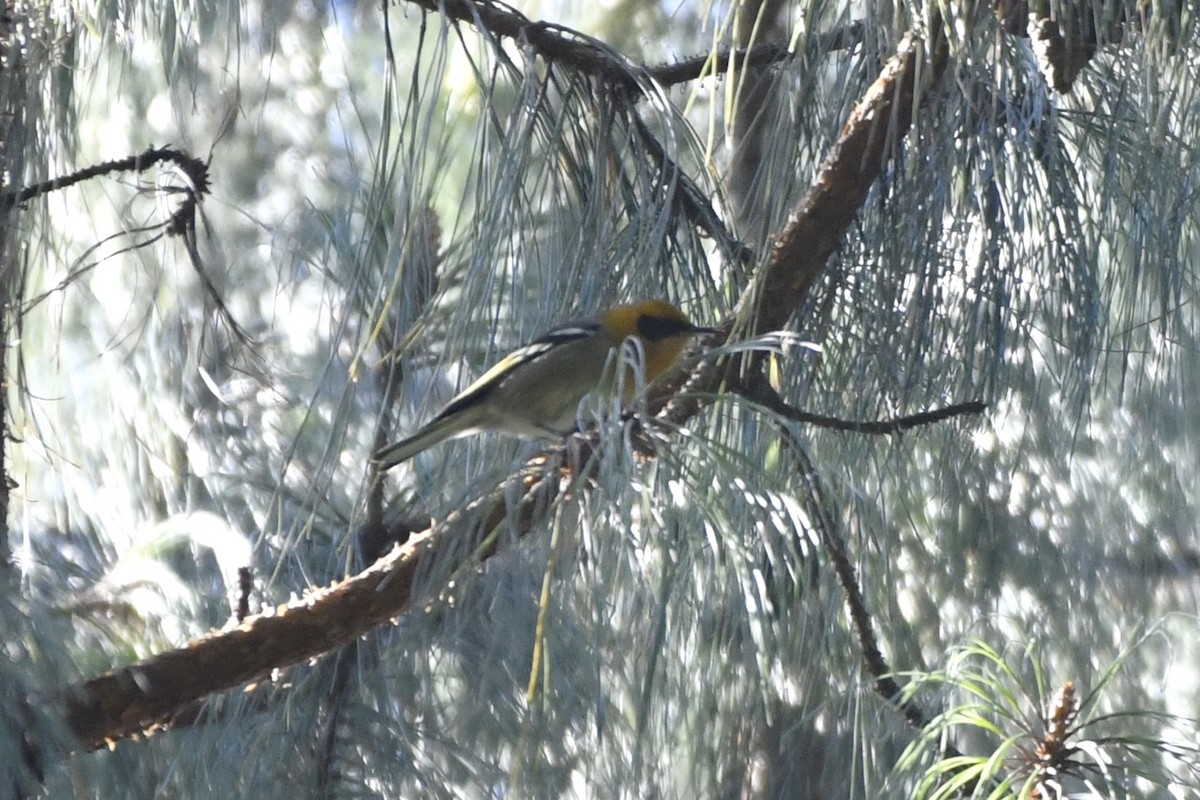 Zeytuni Ötleğen - ML646337060