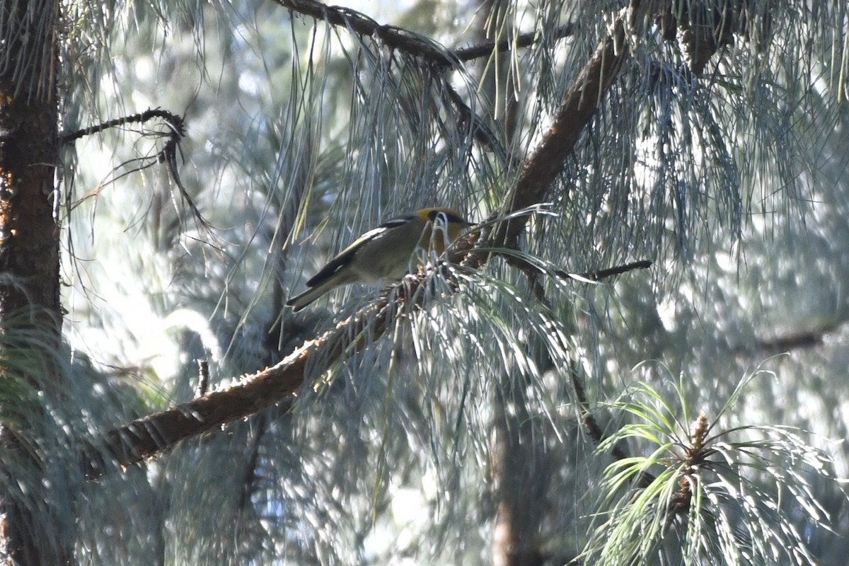 Zeytuni Ötleğen - ML646337061
