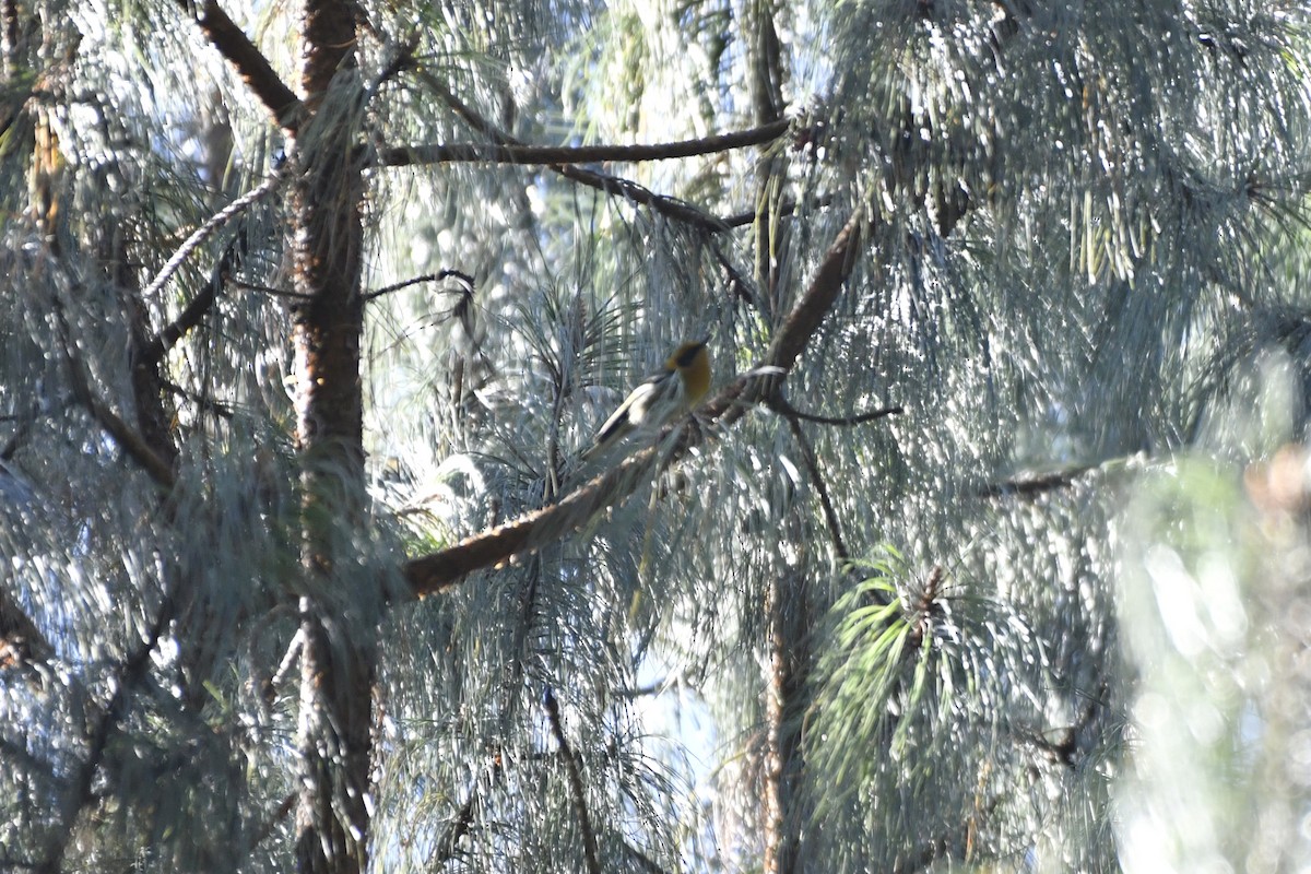 Zeytuni Ötleğen - ML646337065