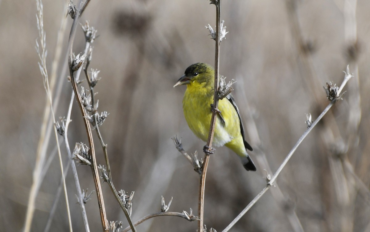 čížek mexický - ML646337071