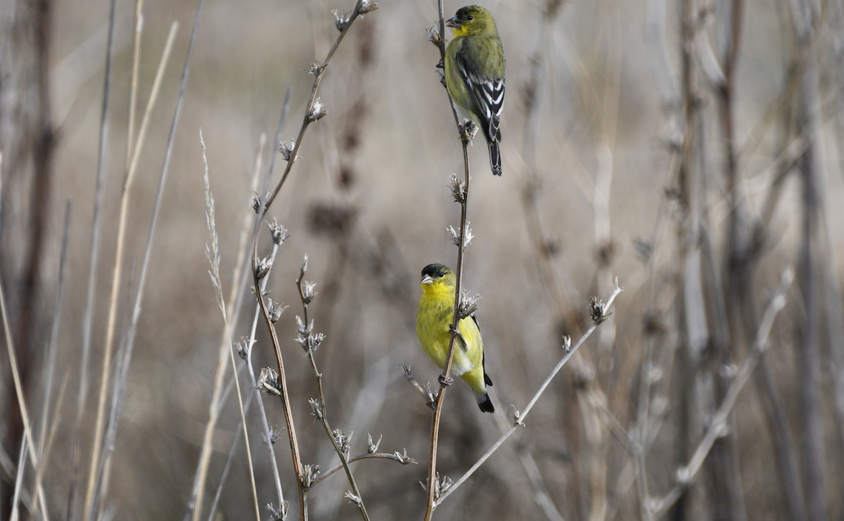 čížek mexický - ML646337072