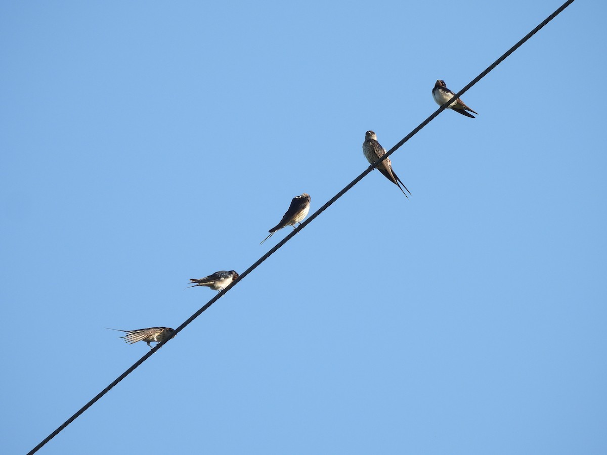 東方金腰燕 - ML646337073