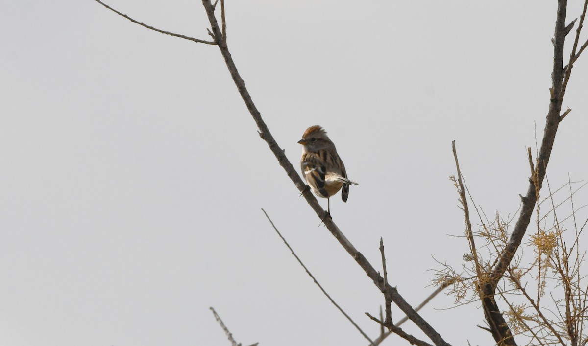 strnádka pokřovní - ML646337074