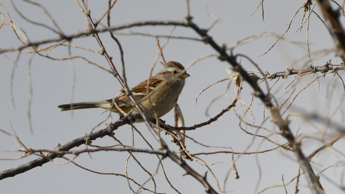 strnádka pokřovní - ML646337075