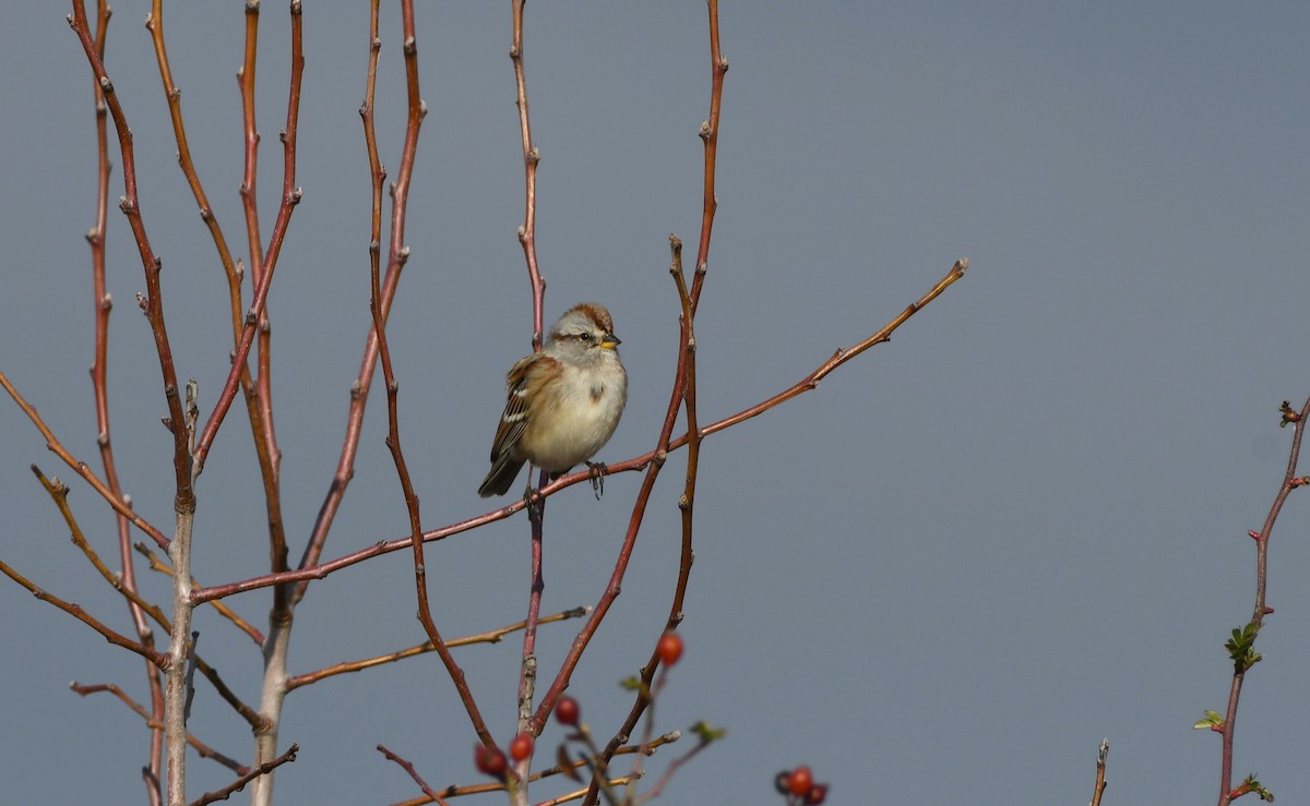 strnádka pokřovní - ML646337076