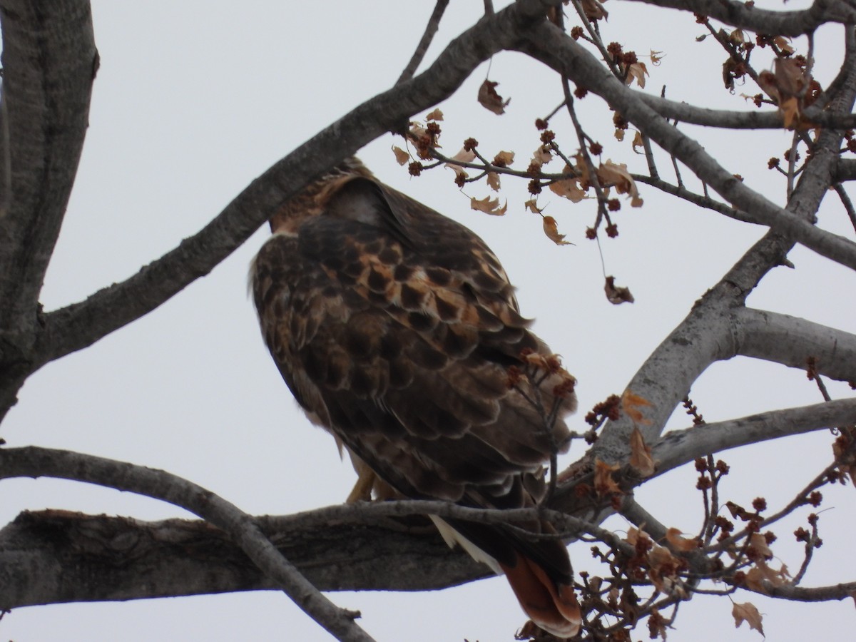 Red-tailed Hawk - ML646337077