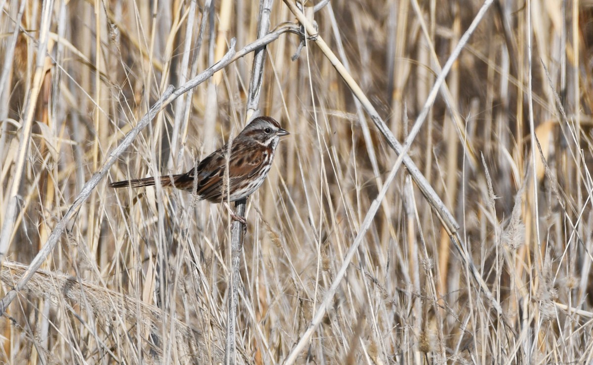 Song Sparrow - ML646337082