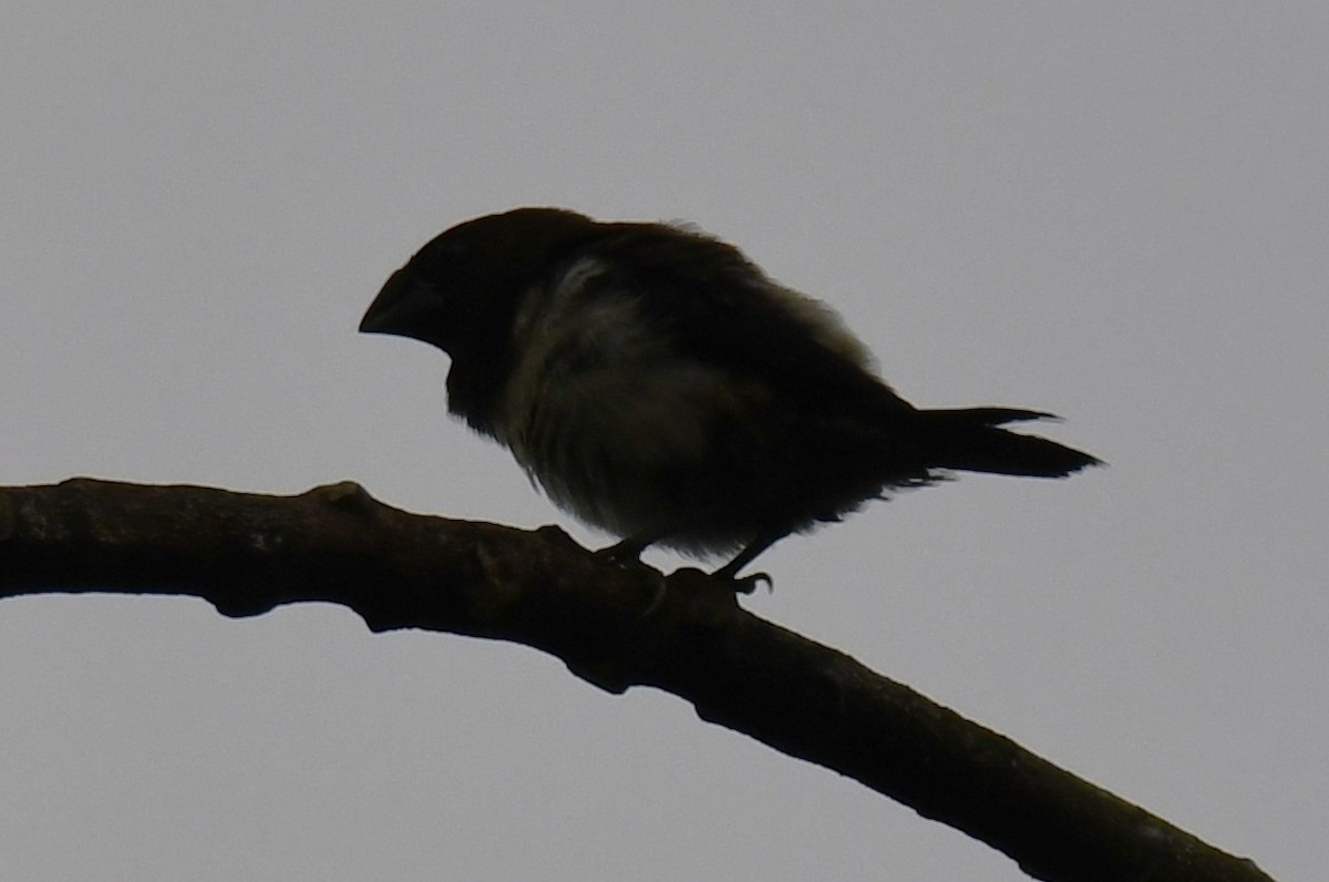 白腰文鳥 - ML646337083