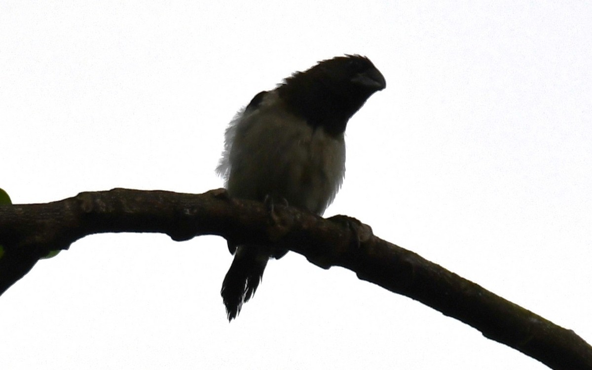 白腰文鳥 - ML646337084