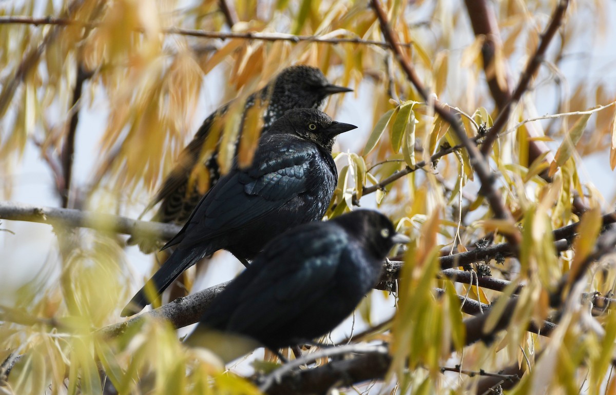 Brewer's Blackbird - ML646337085