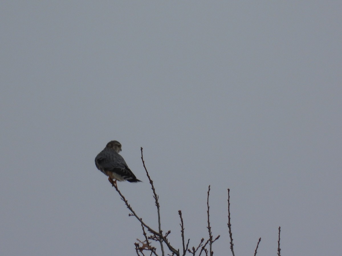 灰背隼 - ML646337086