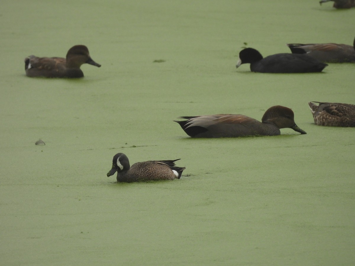 赤膀鴨 - ML646337091