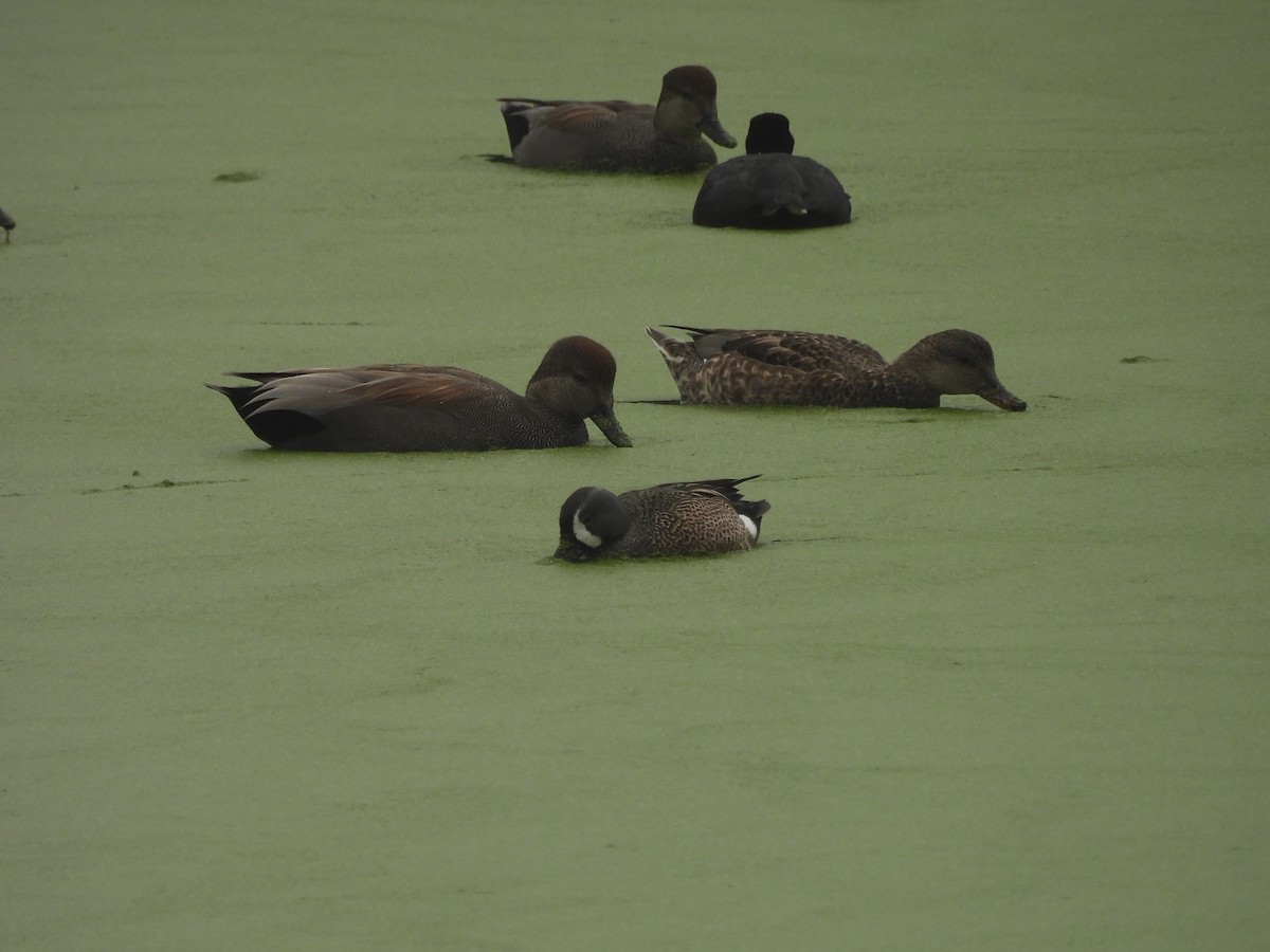 赤膀鴨 - ML646337092