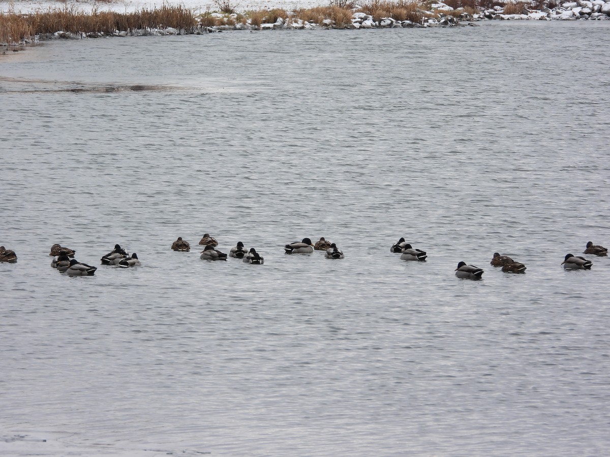 綠頭鴨 - ML646337093