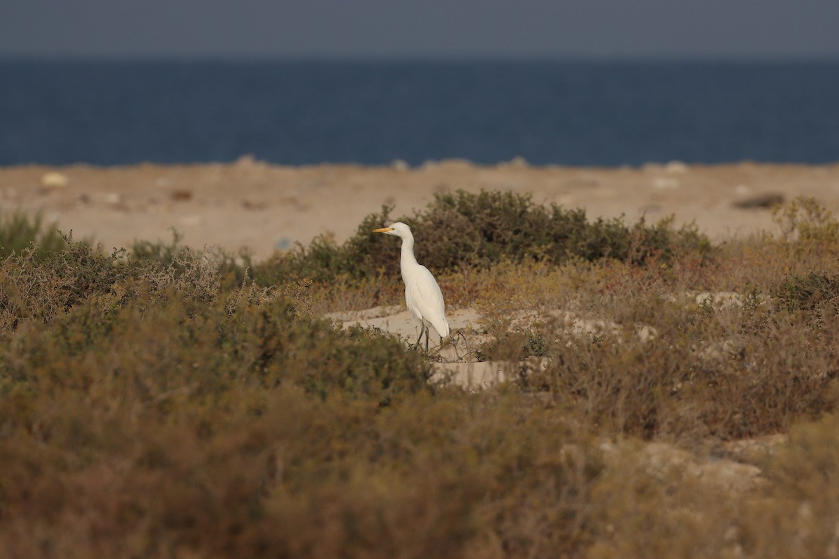 Western Cattle-Egret - ML646337095