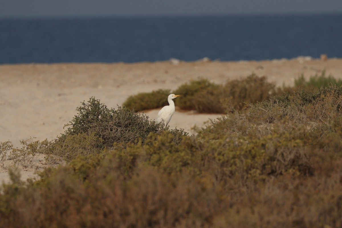 Western Cattle-Egret - ML646337096