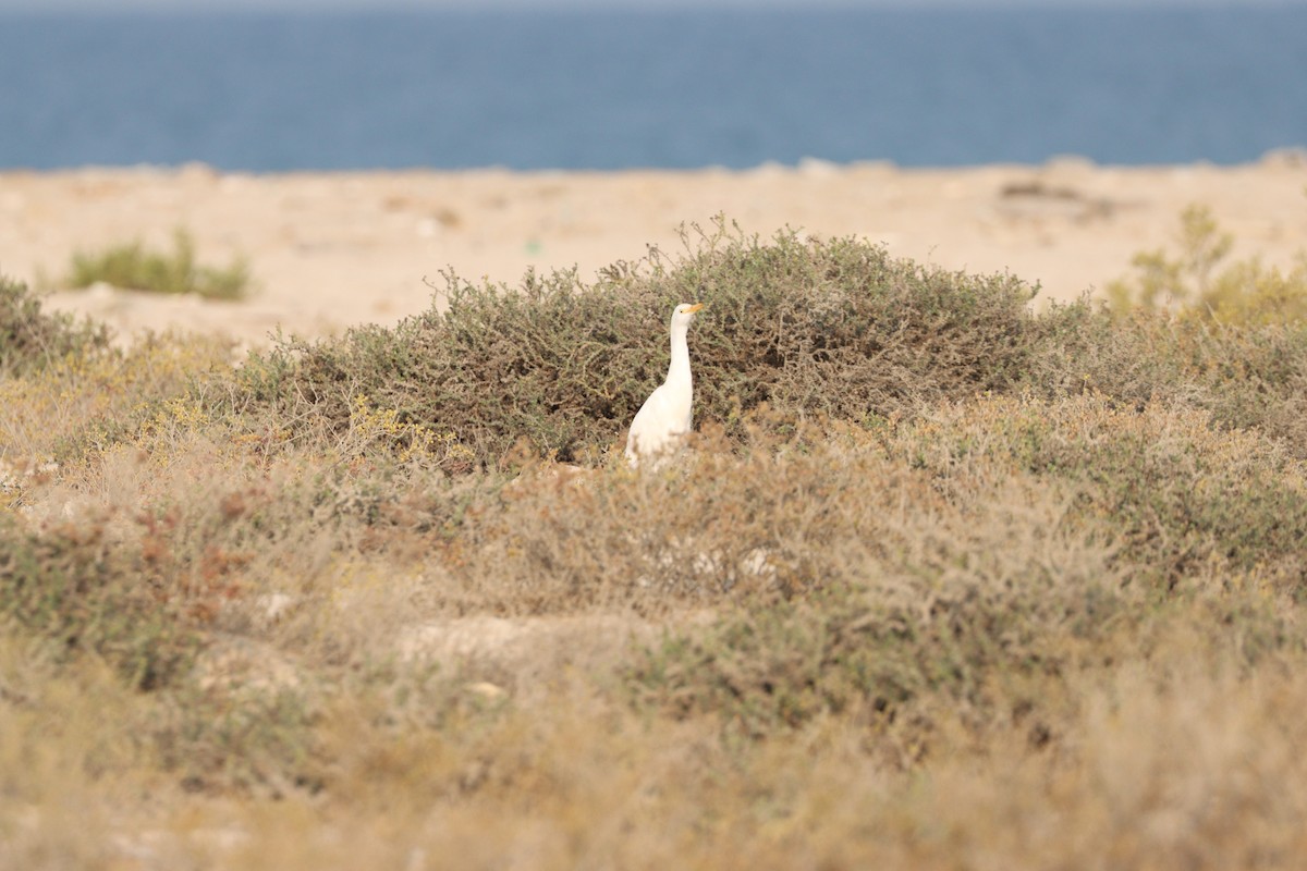 Western Cattle-Egret - ML646337098