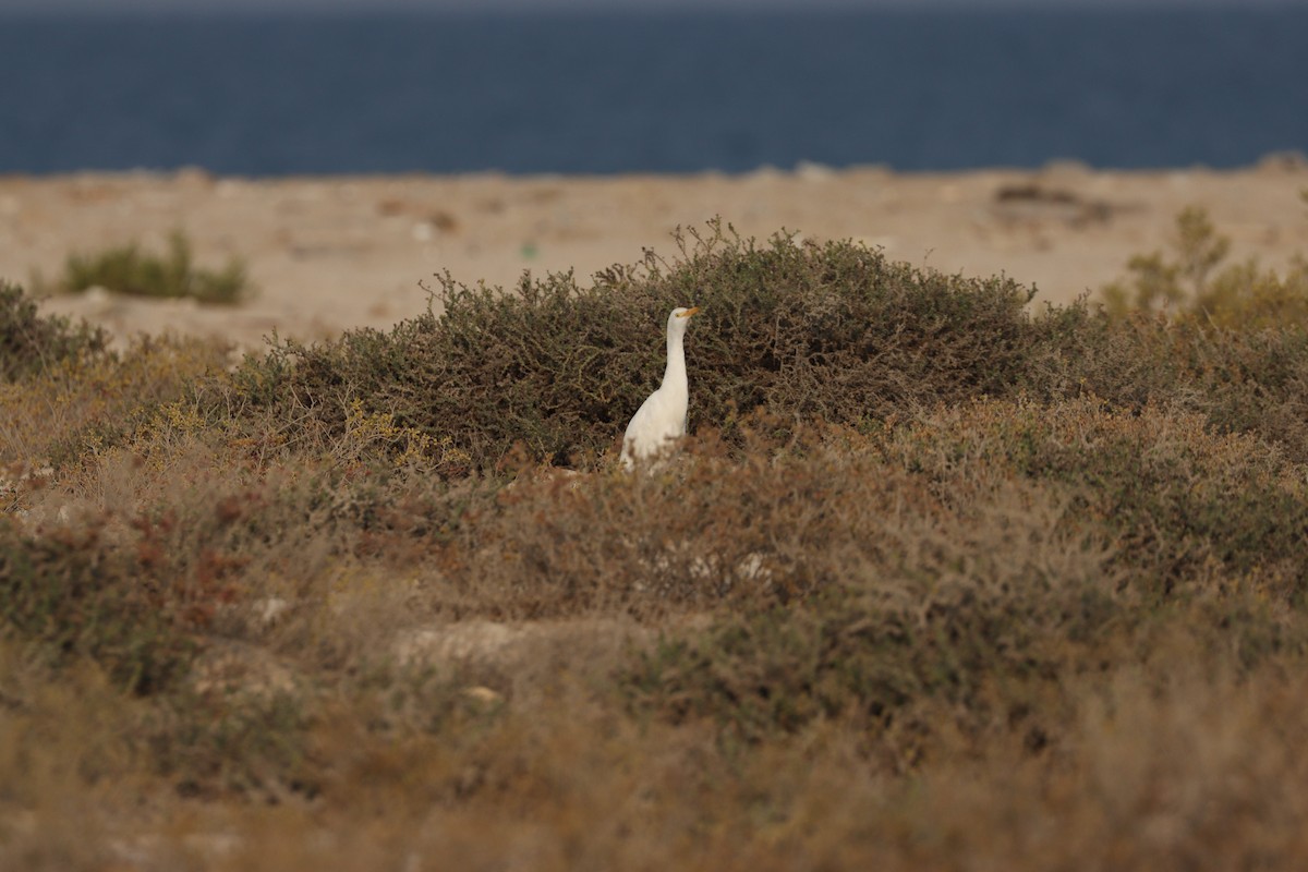 Western Cattle-Egret - ML646337099