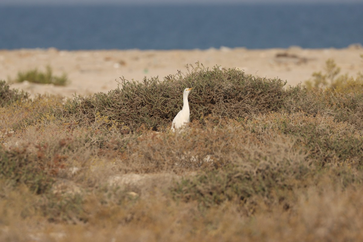Western Cattle-Egret - ML646337100