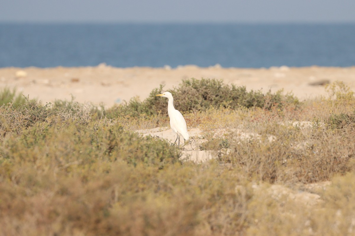 Western Cattle-Egret - ML646337101