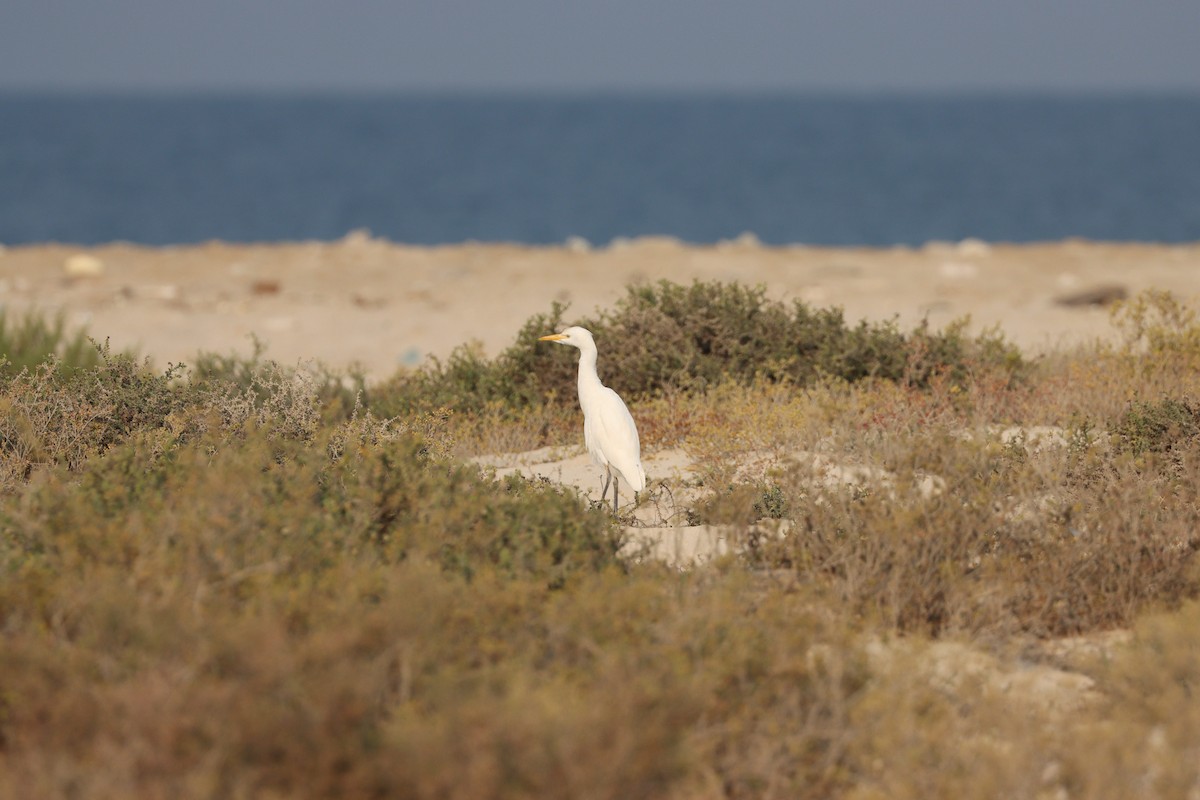 Western Cattle-Egret - ML646337103