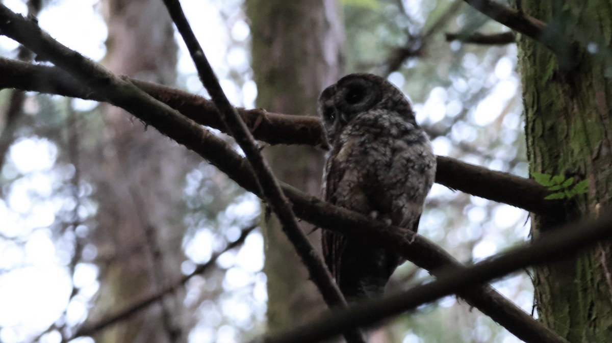 東方灰林鴞 - ML646337104