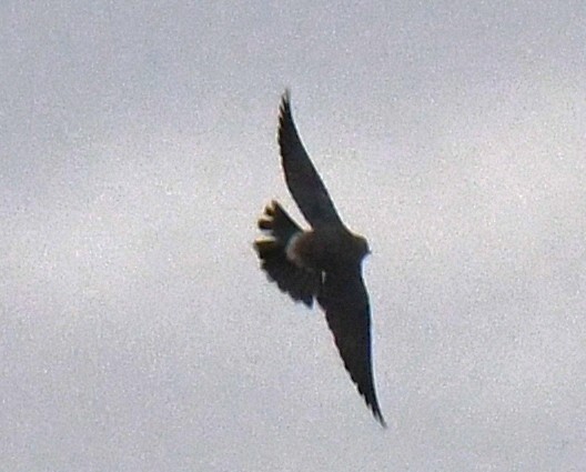 Ashy Woodswallow - ML646337105