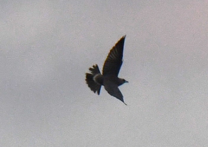 Ashy Woodswallow - ML646337106