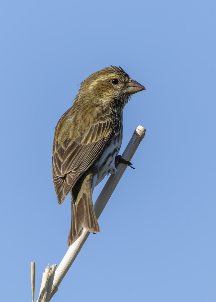 Purple Finch - ML646337107