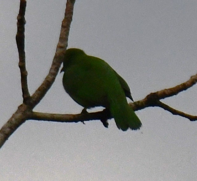 Golden-fronted Leafbird - ML646337116