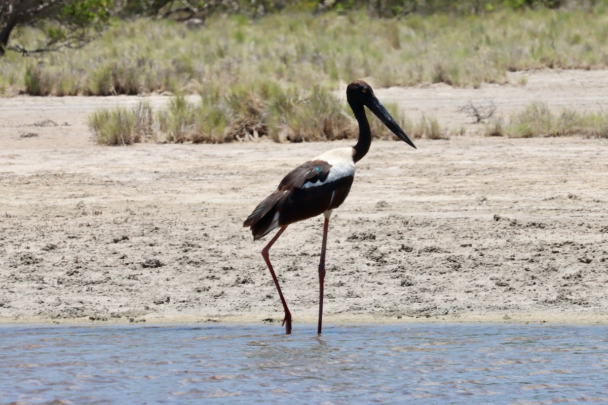Jabiru asiarra - ML646337130