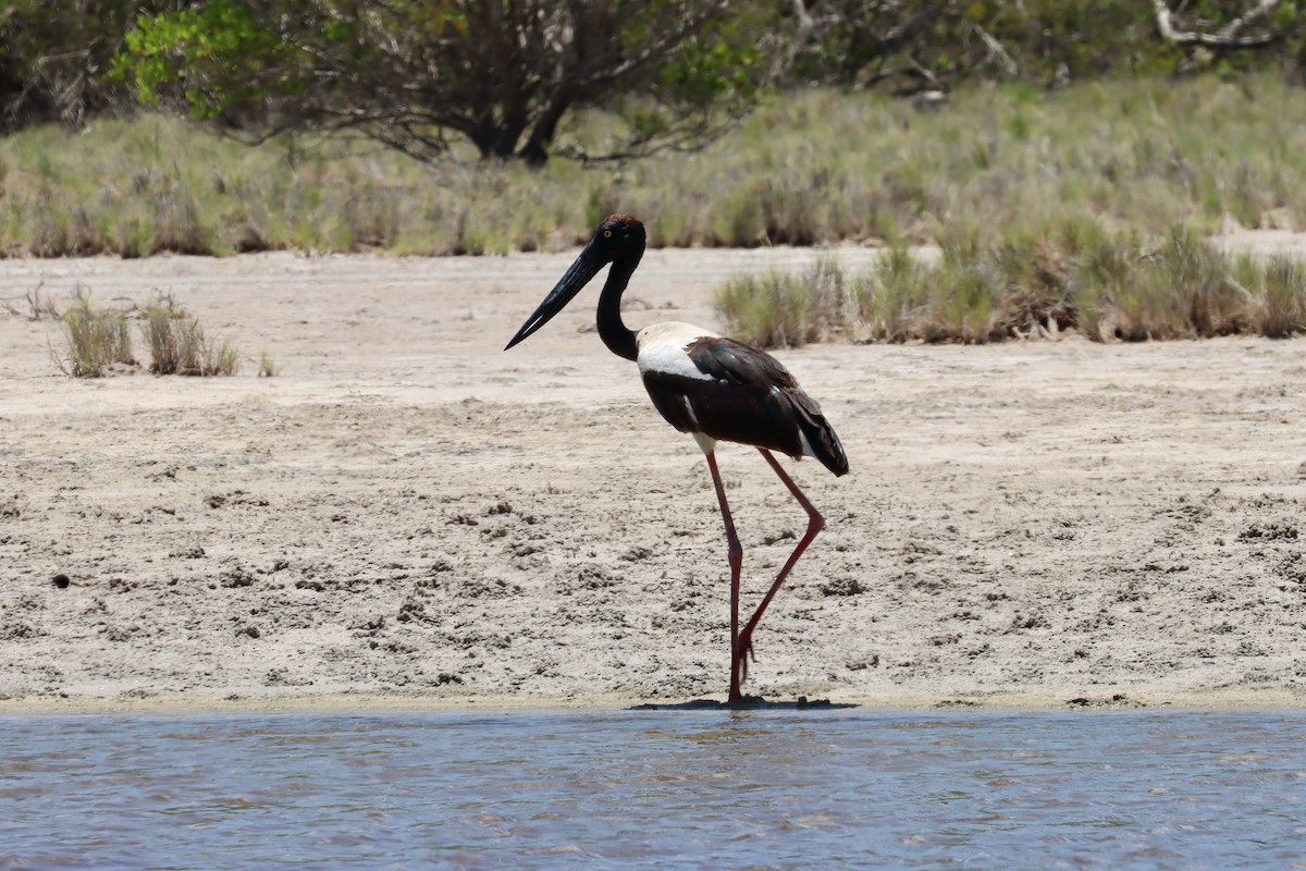 Jabiru asiarra - ML646337131